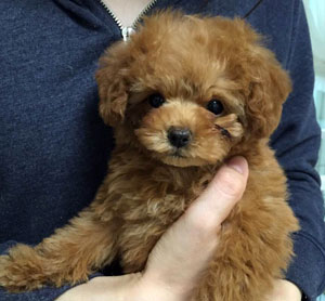 子犬写真
