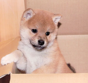 子犬写真