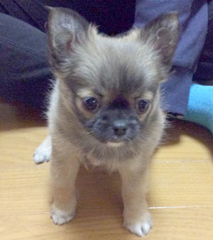 子犬写真