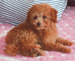 子犬写真