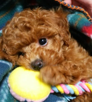 子犬写真
