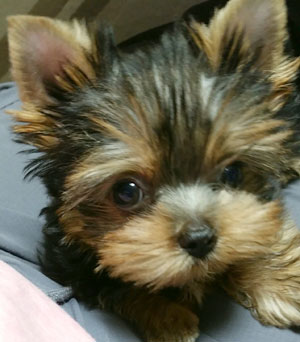 子犬写真