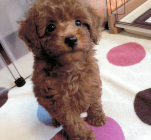 子犬写真