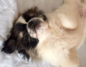 子犬写真