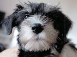 子犬写真