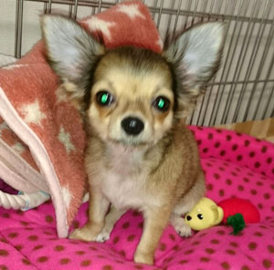 子犬写真