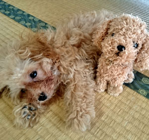 子犬写真