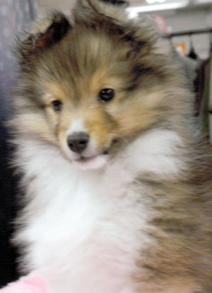 子犬写真
