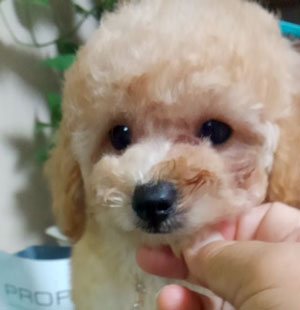 子犬写真