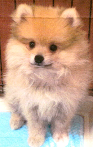 子犬写真