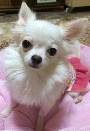 子犬写真