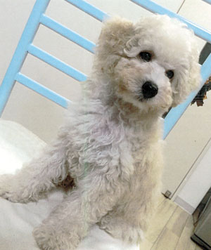子犬写真