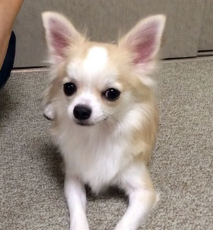 子犬写真