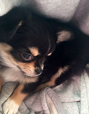 子犬写真