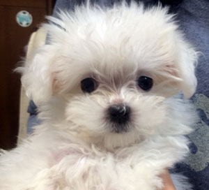 子犬写真