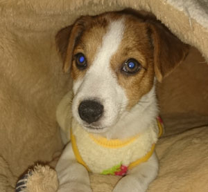 子犬写真