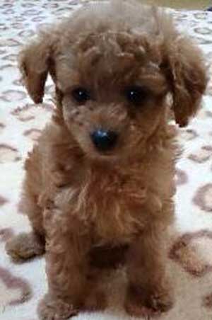 子犬写真