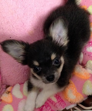 子犬写真