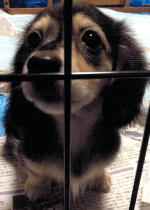 子犬写真