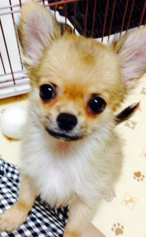 子犬写真