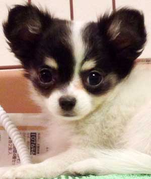 子犬写真