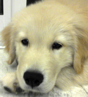 子犬写真