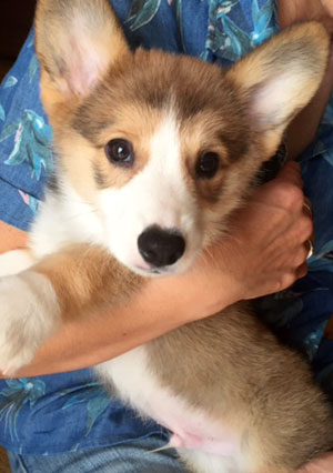 子犬写真