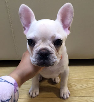 子犬写真