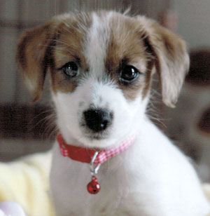 子犬写真