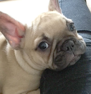 子犬写真