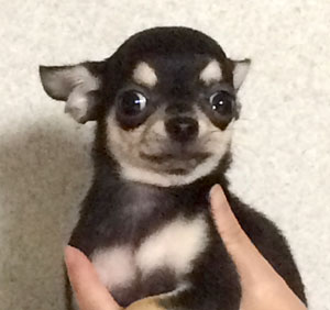 子犬写真