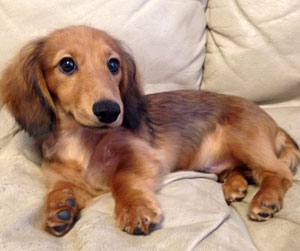 子犬写真
