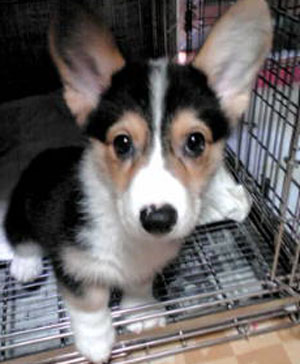 子犬写真