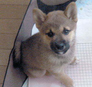 子犬写真