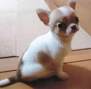 子犬写真