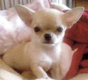 子犬写真
