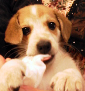 子犬写真