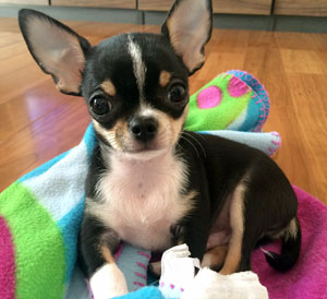 子犬写真