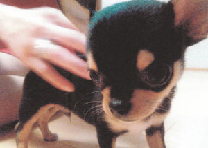 子犬写真
