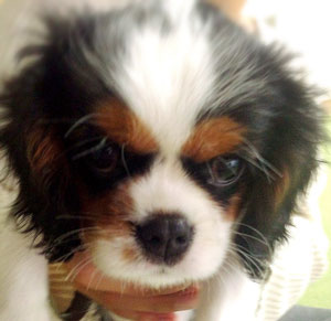 子犬写真