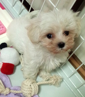 子犬写真