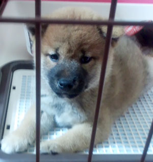 子犬写真