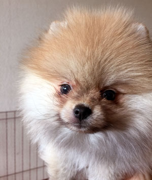 子犬写真