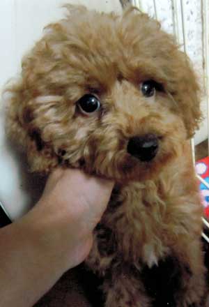 子犬写真