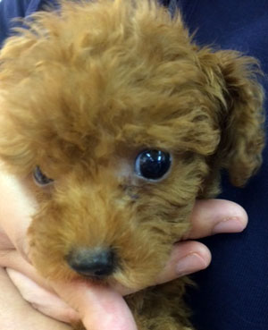 子犬写真