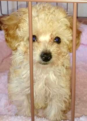 子犬写真