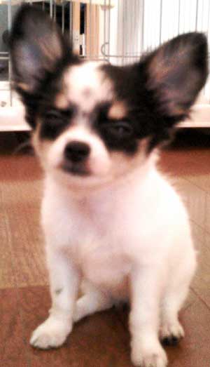 子犬写真