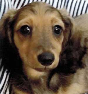 子犬写真
