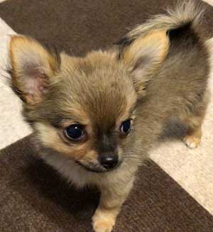 子犬写真