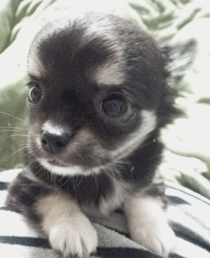 子犬写真
